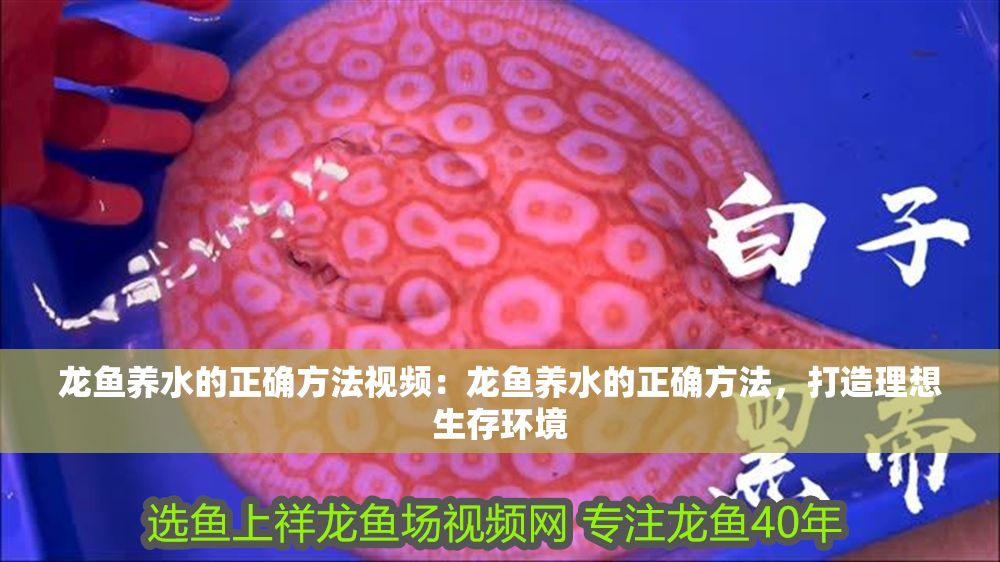 龍魚養水的正確方法視頻：龍魚養水的正確方法，打造理想生存環境
