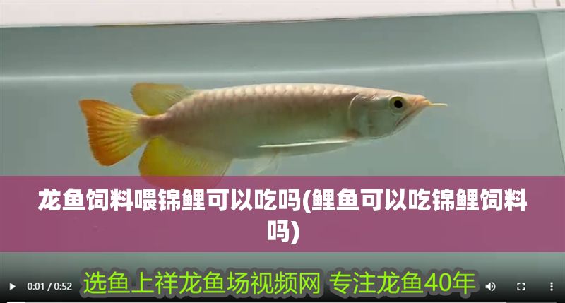 詳細(xì)閱讀:龍魚飼料喂錦鯉可以吃嗎(鯉魚可以吃錦鯉飼料嗎) 龍魚飼料喂錦鯉可以吃嗎(鯉魚可以吃錦鯉飼料嗎)