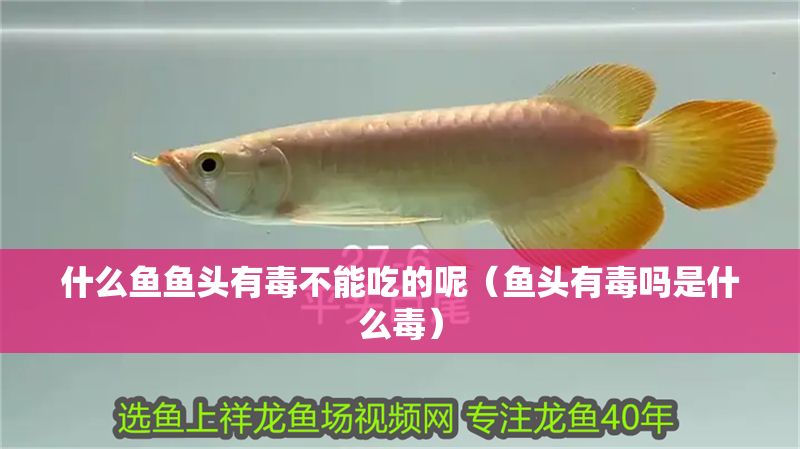 什么魚魚頭有毒不能吃的呢（魚頭有毒嗎是什么毒）