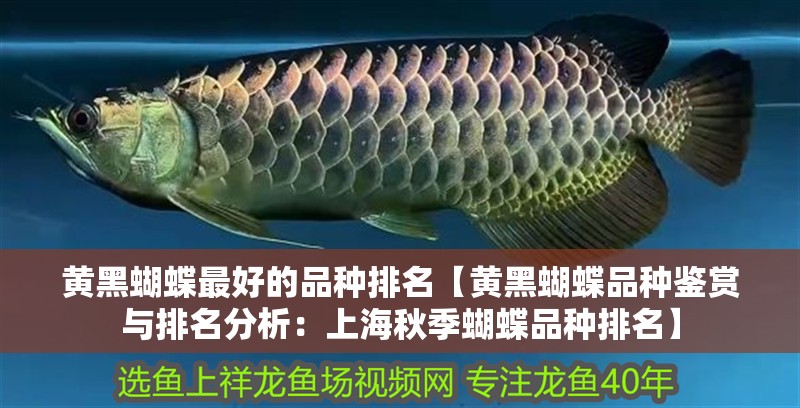 黃黑蝴蝶最好的品種排名【黃黑蝴蝶品種鑒賞與排名分析：上海秋季蝴蝶品種排名】