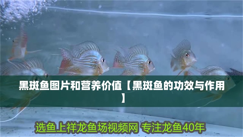 黑斑魚圖片和營養價值【黑斑魚的功效與作用】