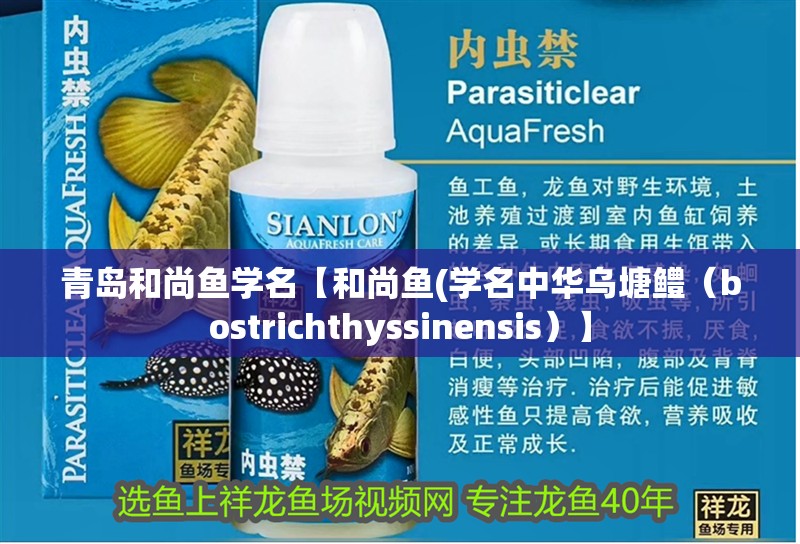 青島和尚魚學(xué)名【和尚魚(學(xué)名中華烏塘鱧（bostrichthyssinensis）】