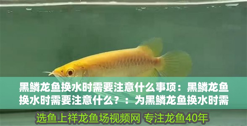黑鱗龍魚換水時需要注意什么事項：黑鱗龍魚換水時需要注意什么？：為黑鱗龍魚換水時需要注意的一些要點