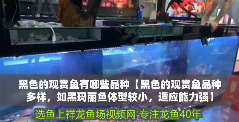 黑色的觀賞魚有哪些品種【黑色的觀賞魚品種多樣，如黑瑪麗魚體型較小，適應能力強】