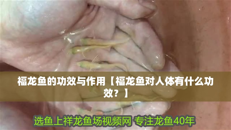 福龍魚的功效與作用【福龍魚對人體有什么功效？】