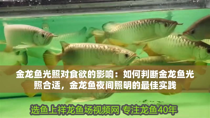 金龍魚光照對食欲的影響:如何判斷金龍魚光照合適,金龍魚夜間照明的最佳實踐 金龍魚百科 第2張 金龍魚光照對食欲的影響:如何判斷金龍魚光照合適,金龍魚夜間照明的最佳實踐 金龍魚光照對食欲的影響:如何判斷金龍魚光照合適,金龍魚夜間照明的最佳實踐 金龍魚百科 第2張