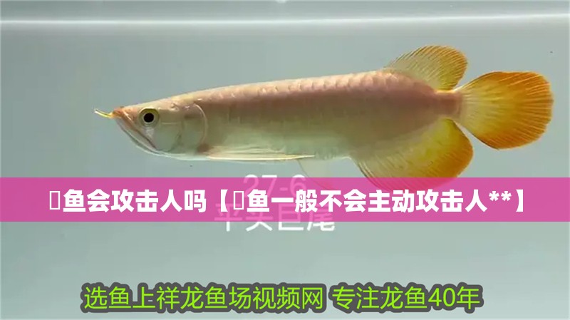 鳡魚會攻擊人嗎【鳡魚一般不會主動攻擊人**】