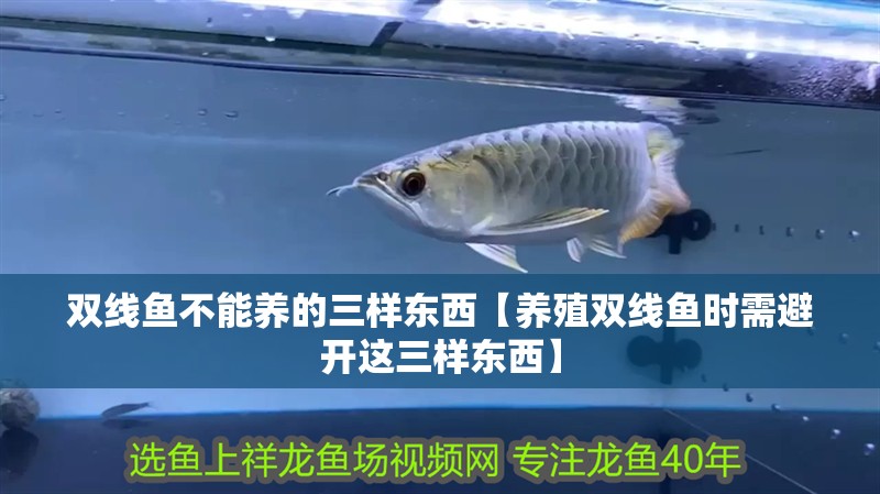 雙線魚不能養(yǎng)的三樣?xùn)|西【養(yǎng)殖雙線魚時(shí)需避開(kāi)這三樣?xùn)|西】