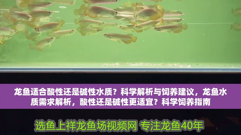 龍魚適合酸性還是堿性水質？科學解析與飼養建議，龍魚水質需求解析，酸性還是堿性更適宜？科學飼養指南