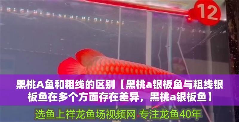 黑桃A魚和粗線的區別【黑桃a銀板魚與粗線銀板魚在多個方面存在差異，黑桃a銀板魚】