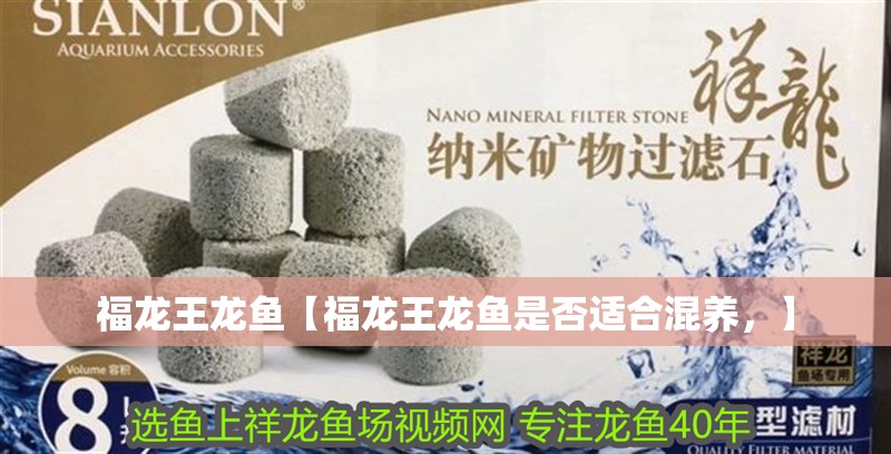 福龍王龍魚【福龍王龍魚是否適合混養，】