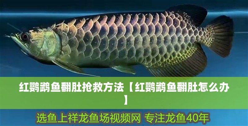 紅鸚鵡魚翻肚搶救方法【紅鸚鵡魚翻肚怎么辦】