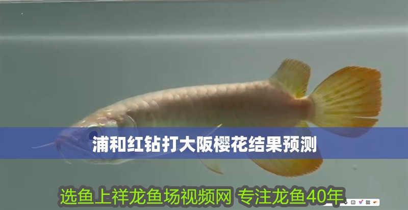 浦和紅鉆打大阪櫻花結果預測