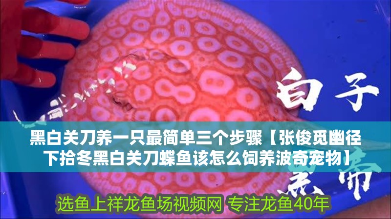 黑白關(guān)刀養(yǎng)一只最簡(jiǎn)單三個(gè)步驟【張俊覓幽徑下拾冬黑白關(guān)刀蝶魚該怎么飼養(yǎng)波奇寵物】