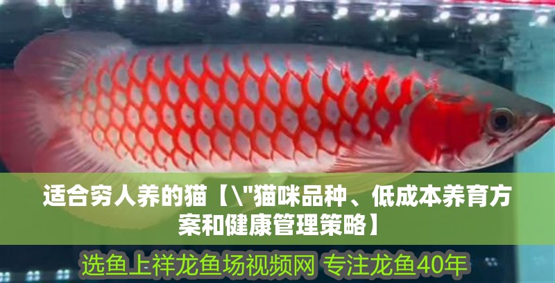 適合窮人養(yǎng)的貓【 適合窮人養(yǎng)的貓【\