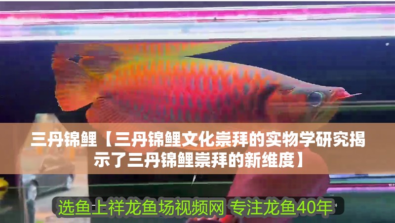 三丹錦鯉【三丹錦鯉文化崇拜的實物學研究揭示了三丹錦鯉崇拜的新維度】