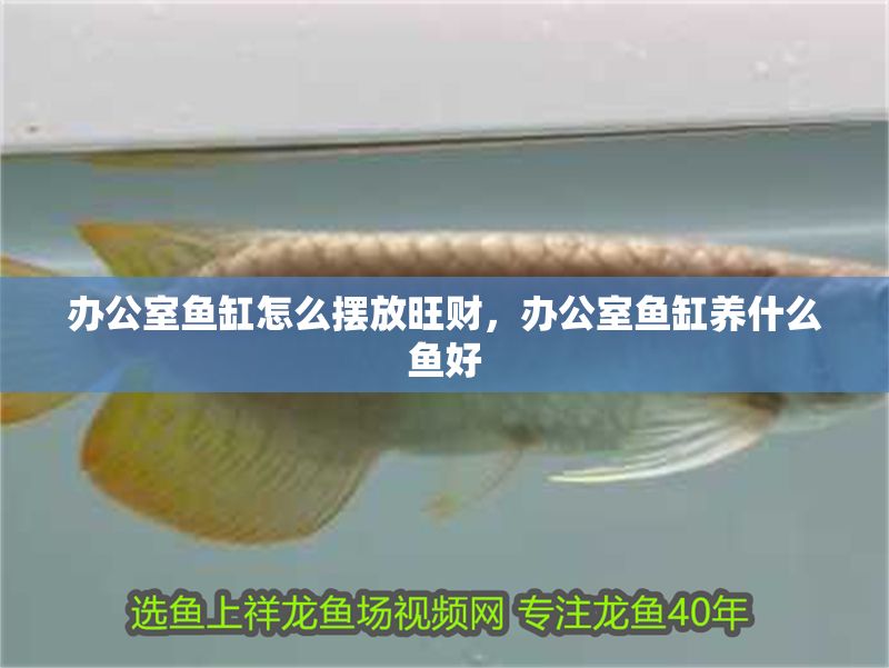 辦公室魚缸怎么擺放旺財，辦公室魚缸養(yǎng)什么魚好