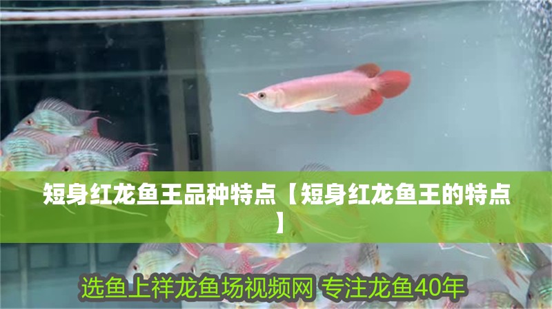 短身紅龍魚王品種特點【短身紅龍魚王的特點】