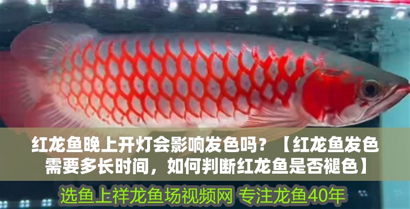 紅龍魚(yú)晚上開(kāi)燈會(huì)影響發(fā)色嗎？【紅龍魚(yú)發(fā)色需要多長(zhǎng)時(shí)間，如何判斷紅龍魚(yú)是否褪色】