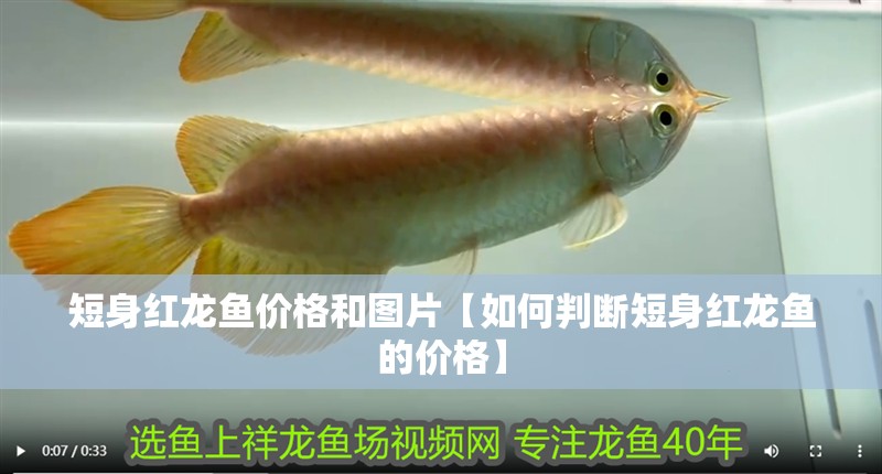 短身紅龍魚價格和圖片【如何判斷短身紅龍魚的價格】