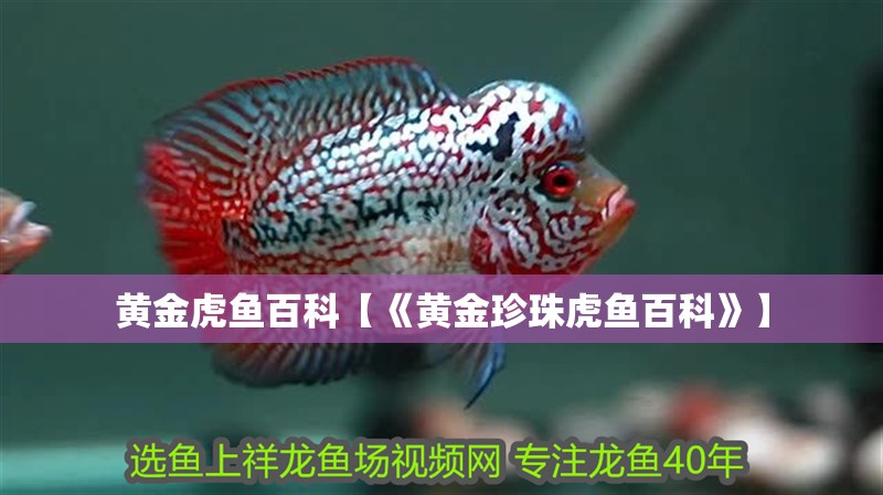黃金虎魚百科【《黃金珍珠虎魚百科》】
