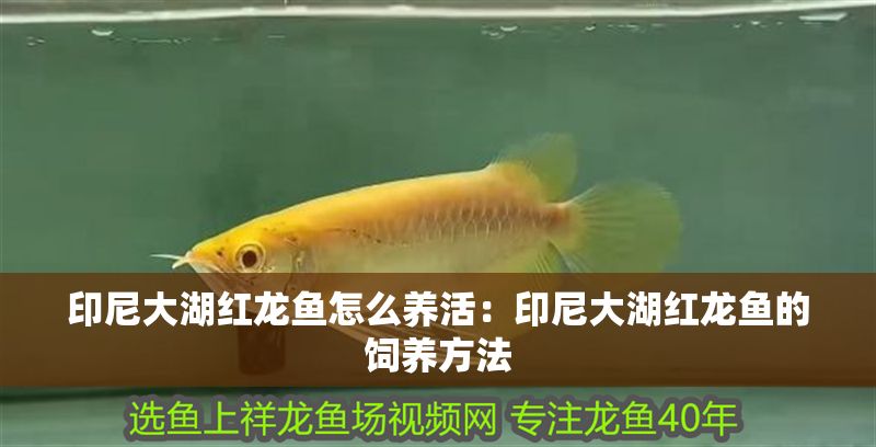 印尼大湖紅龍魚怎么養(yǎng)活：印尼大湖紅龍魚的飼養(yǎng)方法
