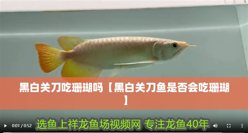 黑白關(guān)刀吃珊瑚嗎【黑白關(guān)刀魚是否會(huì)吃珊瑚】