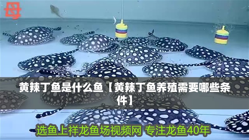 黃辣丁魚是什么魚【黃辣丁魚養殖需要哪些條件】