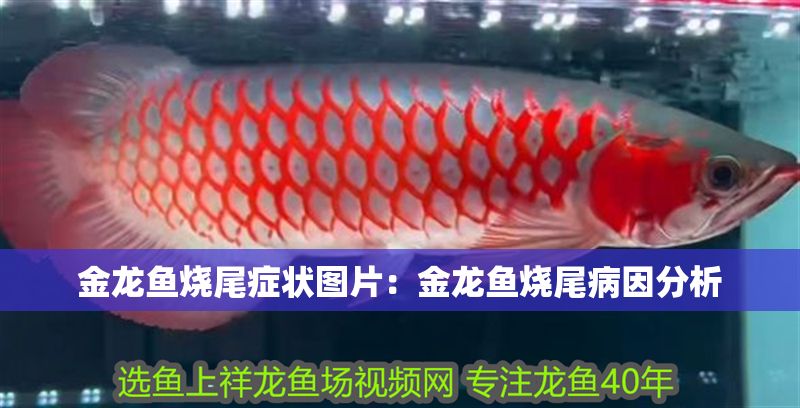 金龍魚燒尾癥狀圖片：金龍魚燒尾病因分析