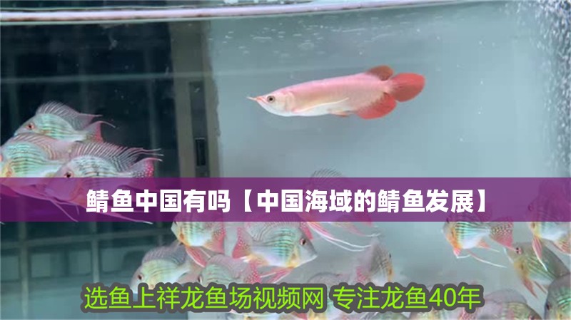 鯖魚中國有嗎【中國海域的鯖魚發展】