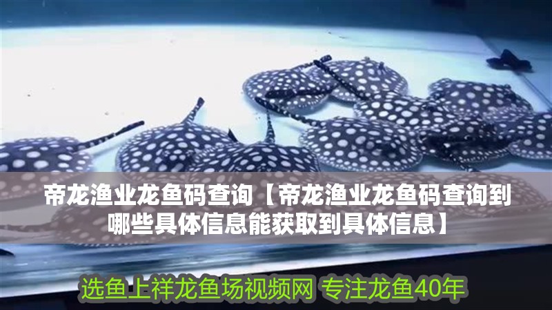 帝龍漁業龍魚碼查詢【帝龍漁業龍魚碼查詢到哪些具體信息能獲取到具體信息】