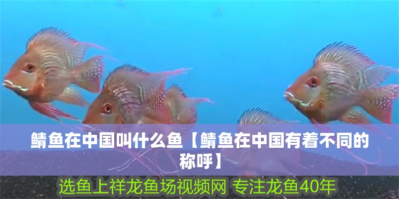 鯖魚在中國叫什么魚【鯖魚在中國有著不同的稱呼】