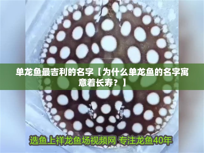 單龍魚最吉利的名字【為什么單龍魚的名字寓意著長(zhǎng)壽？】