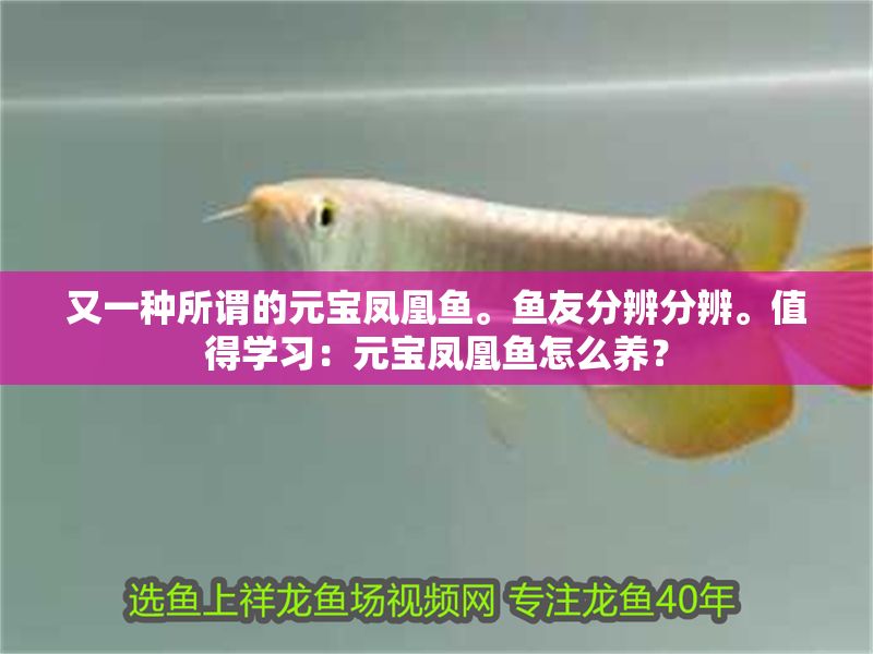 又一種所謂的元寶鳳凰魚。魚友分辨分辨。值得學習：元寶鳳凰魚怎么養？