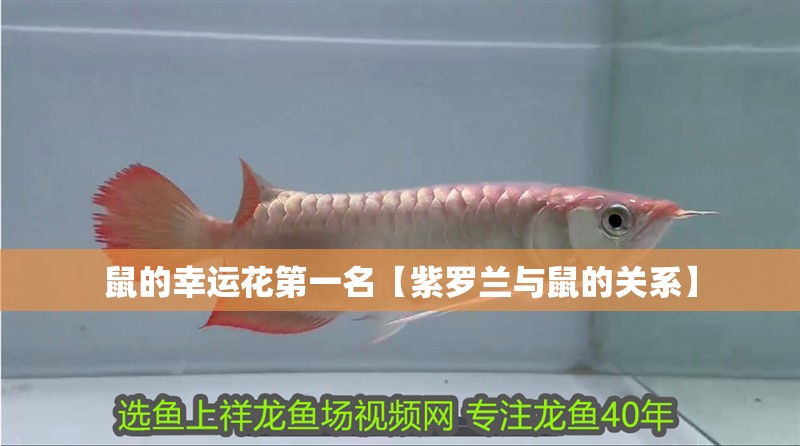 鼠的幸運花第一名【紫羅蘭與鼠的關系】