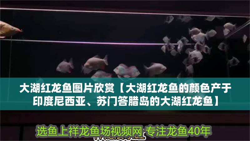 大湖紅龍魚圖片欣賞【大湖紅龍魚的顏色產于印度尼西亞、蘇門答臘島的大湖紅龍魚】