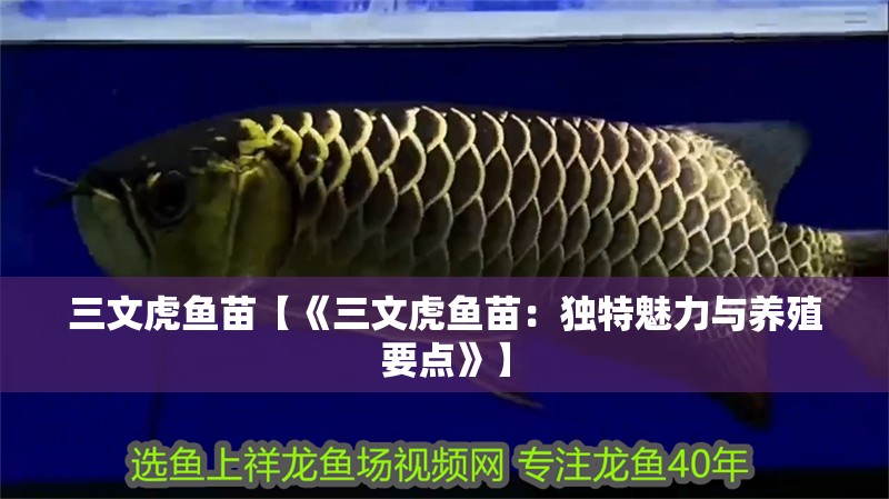 三文虎魚苗【《三文虎魚苗：獨特魅力與養殖要點》】