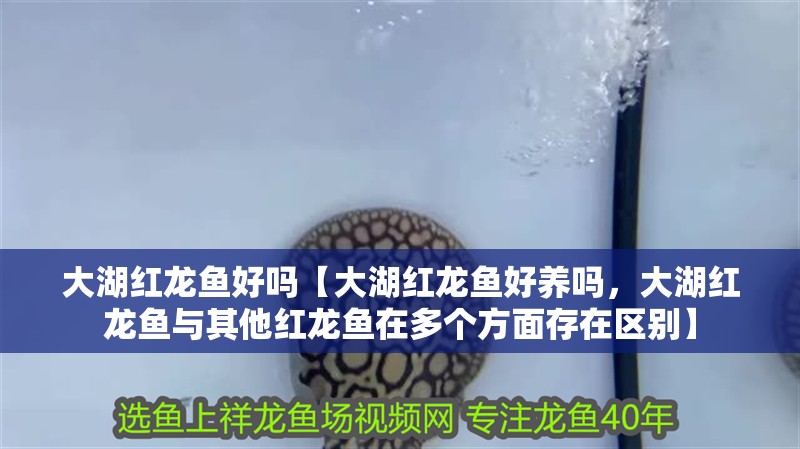 大湖紅龍魚好嗎【大湖紅龍魚好養嗎，大湖紅龍魚與其他紅龍魚在多個方面存在區別】