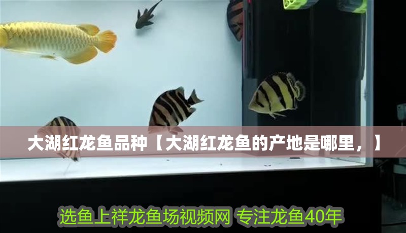大湖紅龍魚品種【大湖紅龍魚的產(chǎn)地是哪里，】