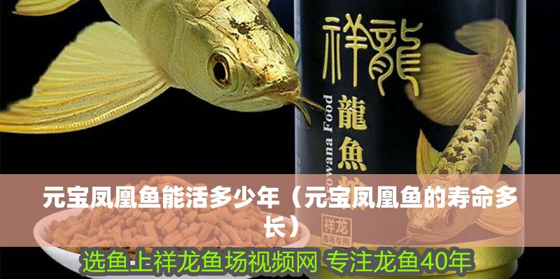 元寶鳳凰魚(yú)能活多少年（元寶鳳凰魚(yú)的壽命多長(zhǎng)）