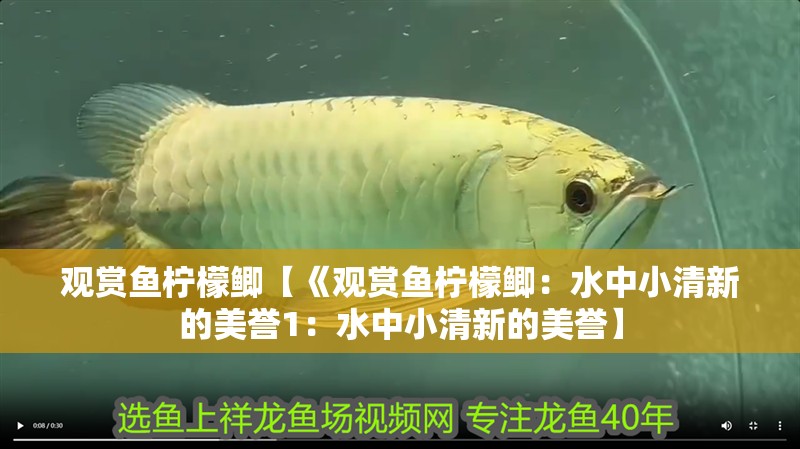 觀賞魚檸檬鯽【《觀賞魚檸檬鯽：水中小清新的美譽1：水中小清新的美譽】