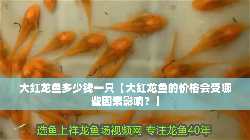 大紅龍魚多少錢一只【大紅龍魚的價(jià)格會(huì)受哪些因素影響？】