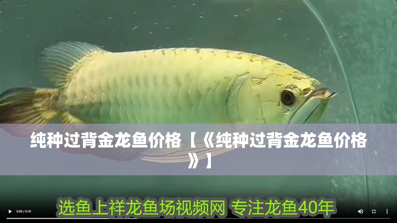 純種過背金龍魚價格【《純種過背金龍魚價格》】