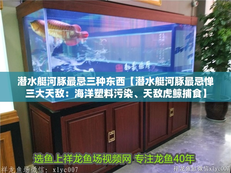 潛水艇河豚最忌三種東西【潛水艇河豚最忌憚三大天敵：海洋塑料污染、天敵虎鯨捕食】