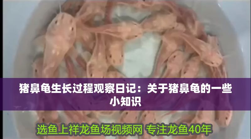 豬鼻龜生長過程觀察日記：關于豬鼻龜?shù)囊恍┬≈R