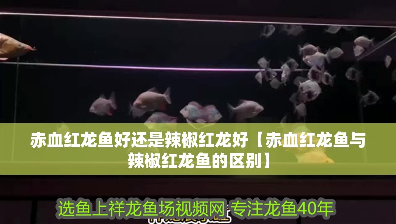 赤血紅龍魚好還是辣椒紅龍好【赤血紅龍魚與辣椒紅龍魚的區別】