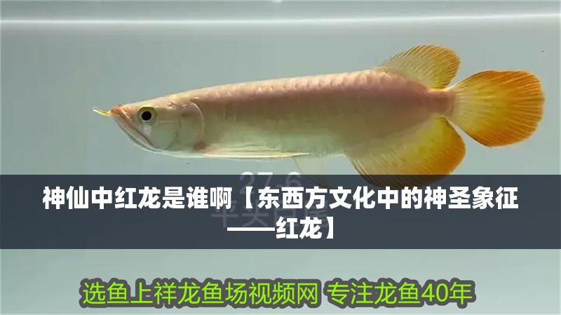 神仙中紅龍是誰(shuí)啊【東西方文化中的神圣象征——紅龍】