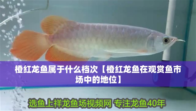 橙紅龍魚屬于什么檔次【橙紅龍魚在觀賞魚市場中的地位】