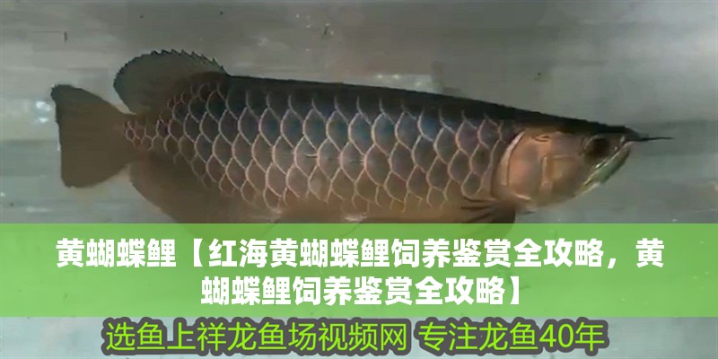 黃蝴蝶鯉【紅海黃蝴蝶鯉飼養鑒賞全攻略，黃蝴蝶鯉飼養鑒賞全攻略】