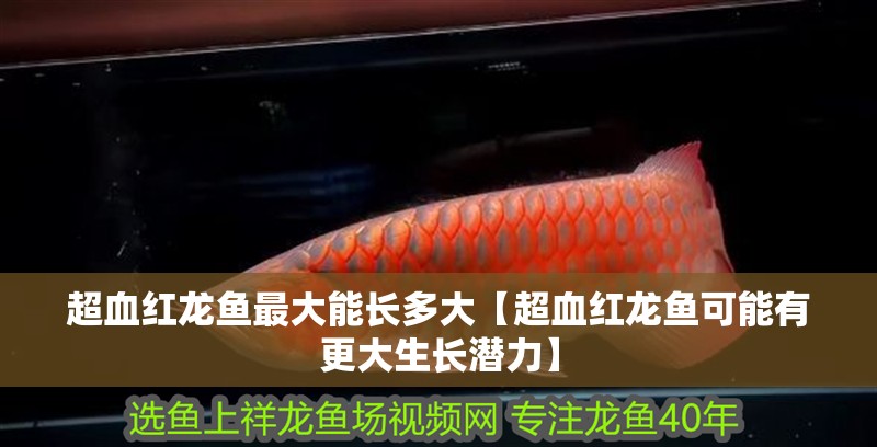 超血紅龍魚最大能長多大【超血紅龍魚可能有更大生長潛力】